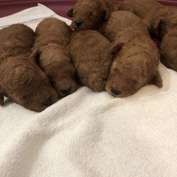 1er chiot (Portée Rhana du moulin de la terrasse ❤ R’boy de zadatis 2026) - Mâle Fauve Mâle Caniche
