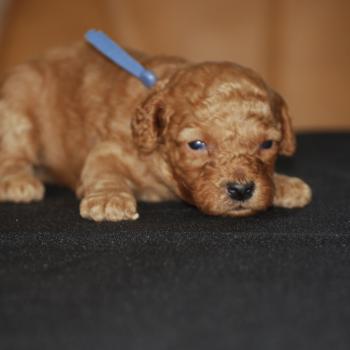 ZADATIS Bozo col bleu clair Mâle Caniche