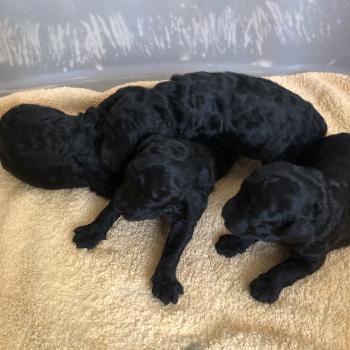 1er chiot (Portée Unknown mommy ❤ Unknown daddy) - Femelle Noire Femelle Caniche