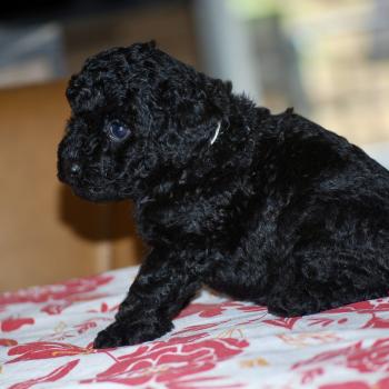 ZADATIS Baïla col blanc Femelle Caniche