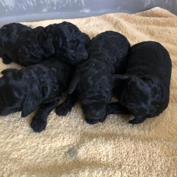2e chiot (Portée Unknown mommy ❤ Unknown daddy) - Mâle Noir Mâle Caniche