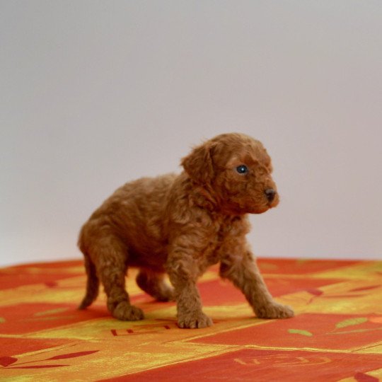 chiot Caniche Fauve rouge Abbie Elevage zadatis  caniche , teckel  