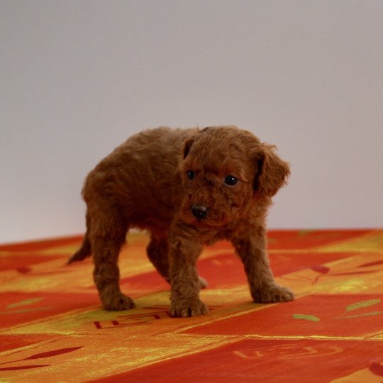 chiot Caniche Fauve rouge Abbie Elevage zadatis  caniche , teckel  