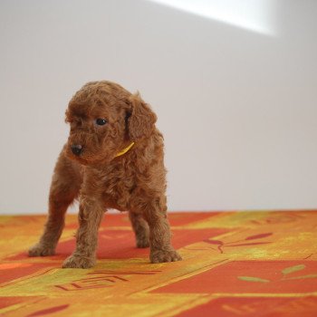 ZADATIS Agathe Femelle Caniche