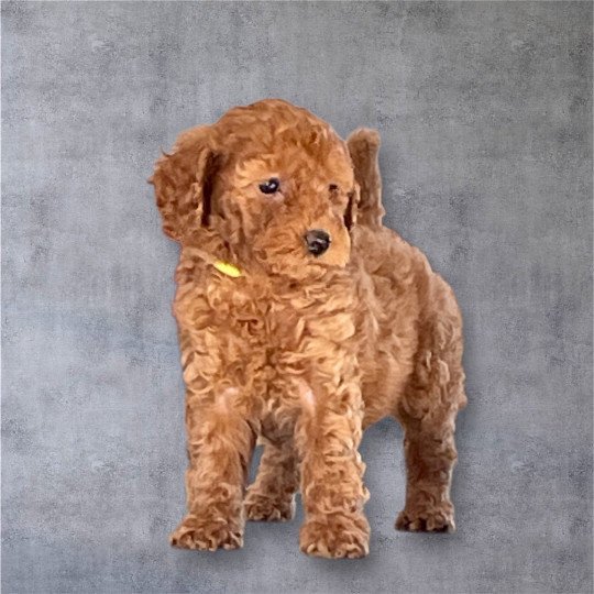 chiot Caniche Fauve Agathe Elevage zadatis  caniche , teckel  