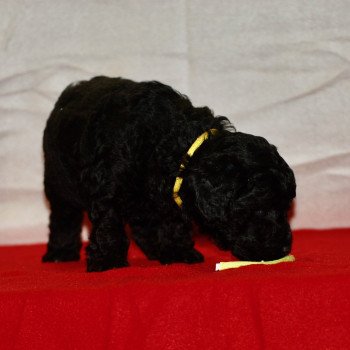 ZADATIS Alphonse Mâle Caniche