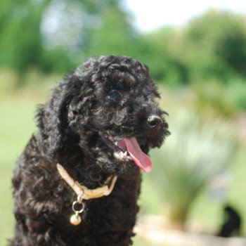 ZADATIS Alfred Mâle Caniche