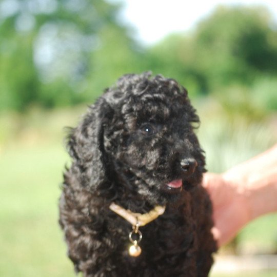 chiot Caniche Noir Alfred Elevage zadatis  caniche , teckel  