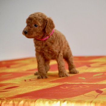 ZADATIS Anais Femelle Caniche