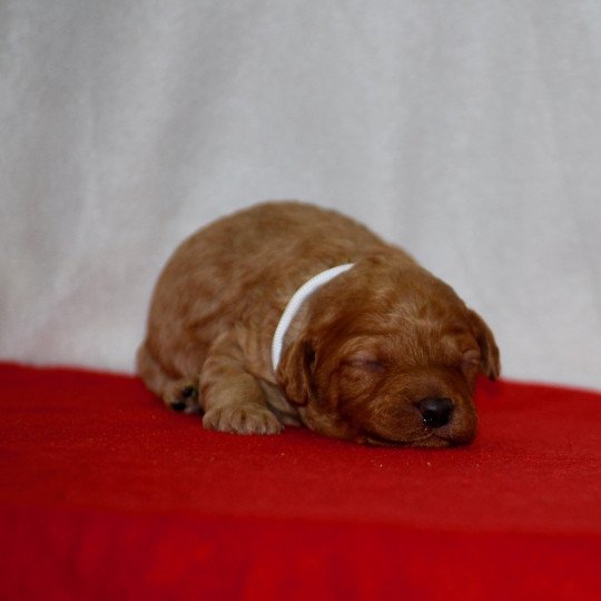 chiot Caniche Fauve Anastasia Elevage zadatis  caniche , teckel  