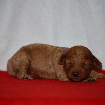 ZADATIS Aneth Femelle Caniche