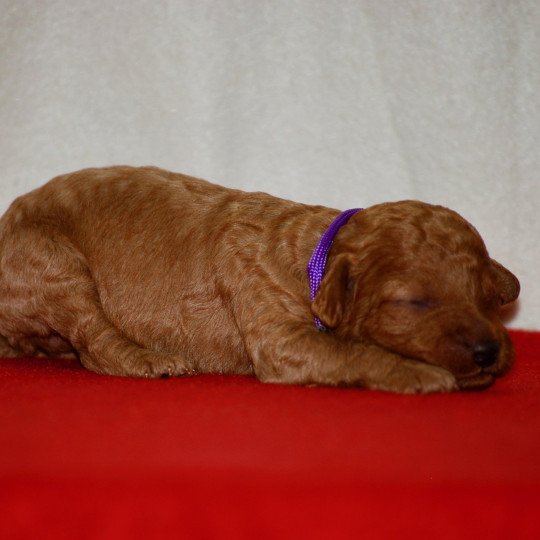 chiot Caniche Fauve Aneth Elevage zadatis  caniche , teckel  
