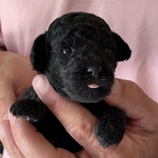 chiot Caniche Noire Anola Elevage zadatis  caniche , teckel  