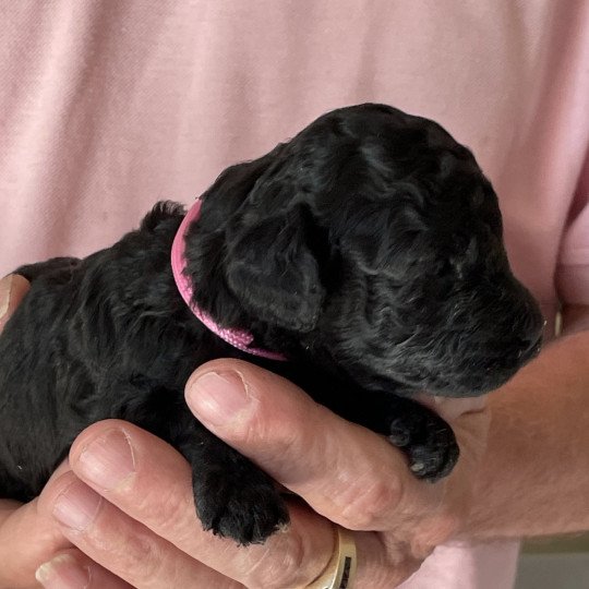 chiot Caniche Noire Anola Elevage zadatis  caniche , teckel  