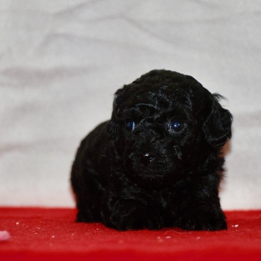 chiot Caniche Noire Anola Elevage zadatis  caniche , teckel  