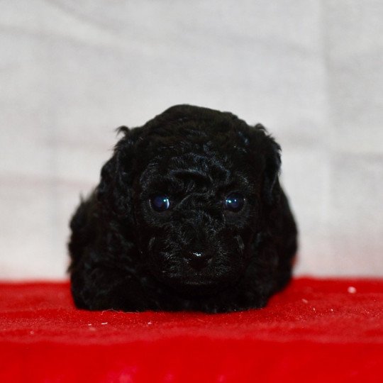 chiot Caniche Noire Anola Elevage zadatis  caniche , teckel  
