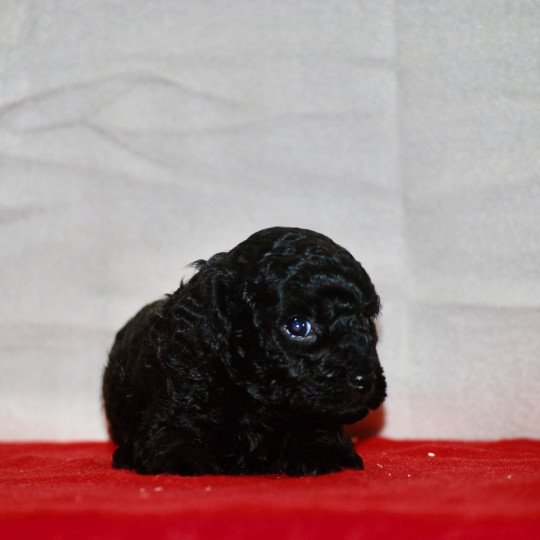 chiot Caniche Noire Anola Elevage zadatis  caniche , teckel  
