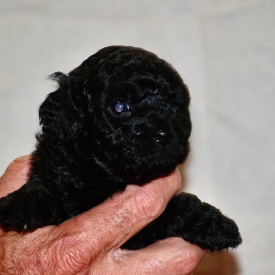 chiot Caniche Noire Anola Elevage zadatis  caniche , teckel  
