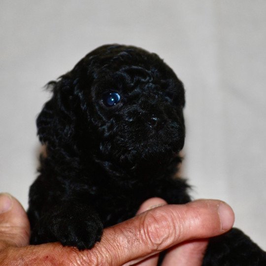 chiot Caniche Noire Anola Elevage zadatis  caniche , teckel  
