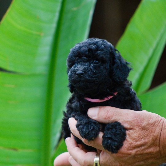 chiot Caniche Noire Anola Elevage zadatis  caniche , teckel  
