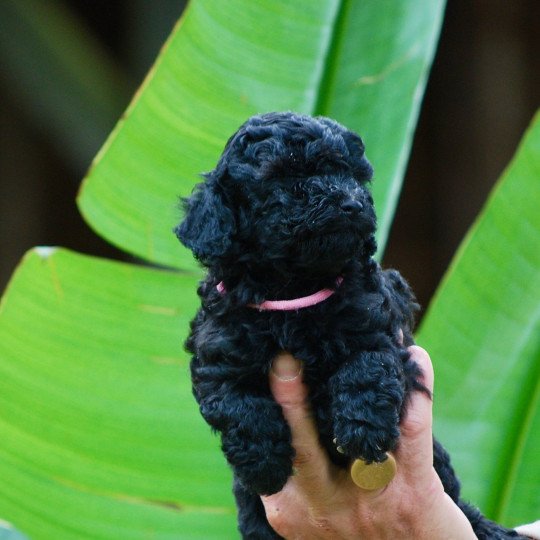 chiot Caniche Noire Anola Elevage zadatis  caniche , teckel  
