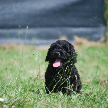 ZADATIS Anola Femelle Caniche