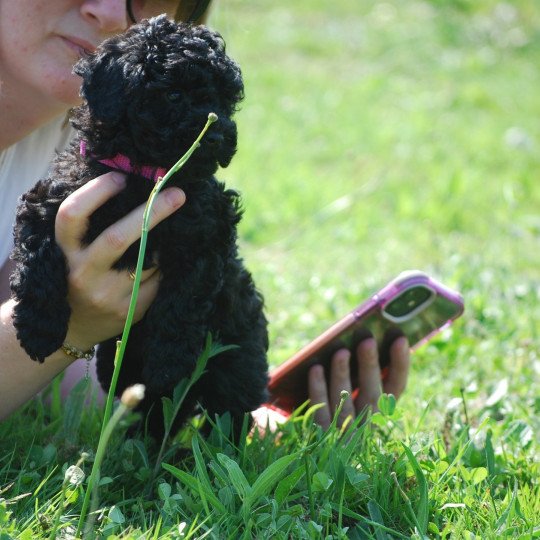 chiot Caniche Noire Anola Elevage zadatis  caniche , teckel  