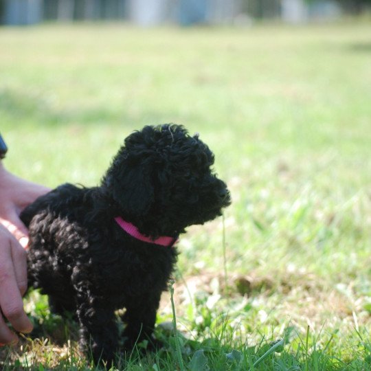 chiot Caniche Noire Anola Elevage zadatis  caniche , teckel  