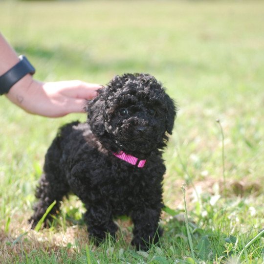 chiot Caniche Noire Anola Elevage zadatis  caniche , teckel  