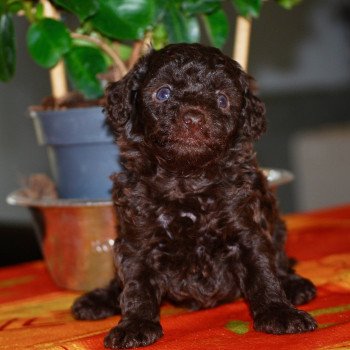 ZADATIS Aymé Mâle Caniche