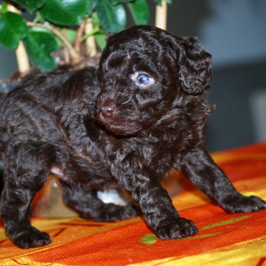 chiot Caniche Chocolat Azulo Elevage zadatis  caniche , teckel  