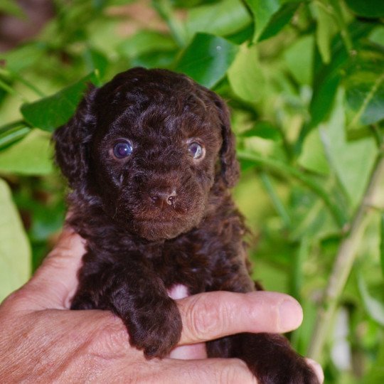 chiot Caniche Chocolat Azulo Elevage zadatis  caniche , teckel  