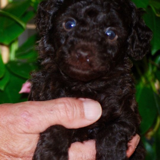 chiot Caniche Chocolat Azulo Elevage zadatis  caniche , teckel  