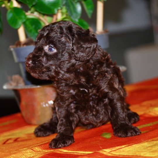 chiot Caniche Chocolat Azulo Elevage zadatis  caniche , teckel  