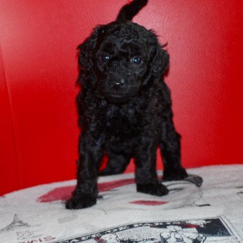 ZADATIS Aymé Mâle Caniche