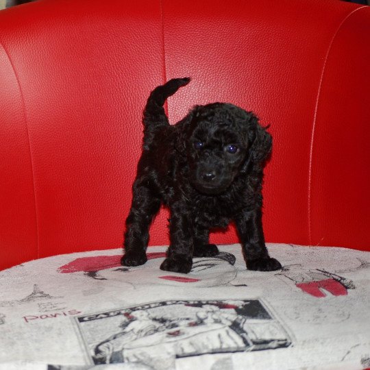 chiot Caniche Noir Apow Elevage zadatis  caniche , teckel  