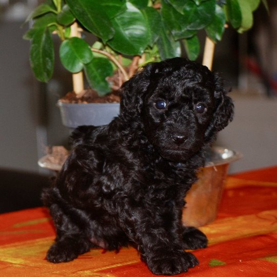 chiot Caniche Noir Apow Elevage zadatis  caniche , teckel  