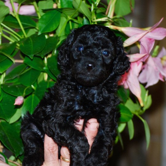 chiot Caniche Noir Apow Elevage zadatis  caniche , teckel  