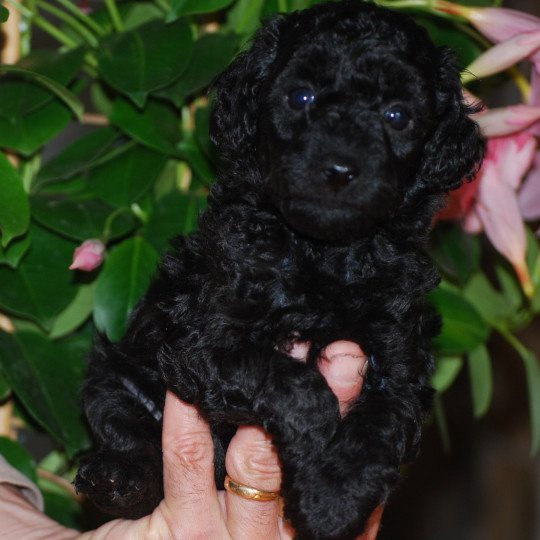 chiot Caniche Noir Apow Elevage zadatis  caniche , teckel  