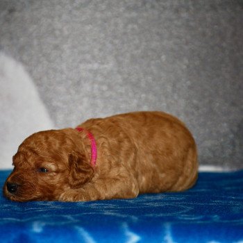 ZADATIS April Femelle Caniche