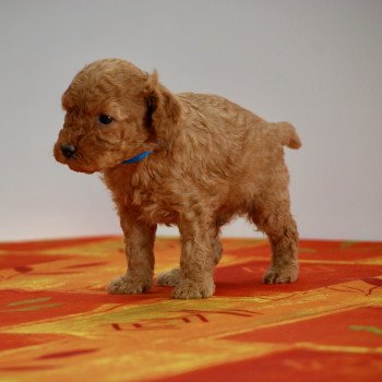 ZADATIS Archibald Mâle Caniche