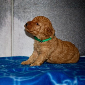 ZADATIS Archimede Mâle Caniche