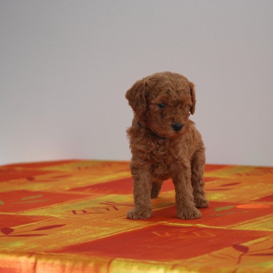 ZADATIS Arhold Mâle Caniche