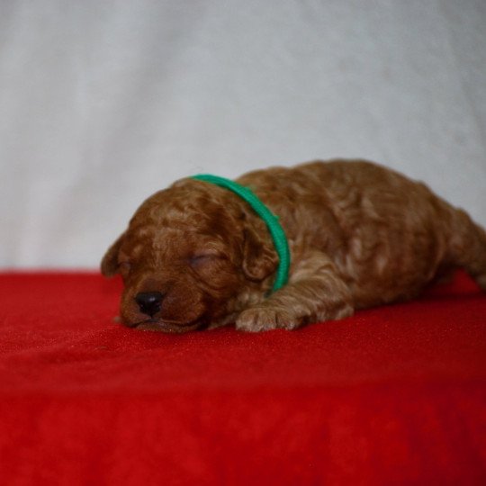 chiot Caniche Fauve Arhold Elevage zadatis  caniche , teckel  