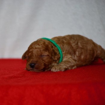 ZADATIS Arhold Mâle Caniche