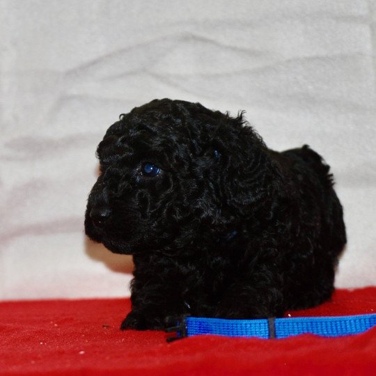 chiot Caniche Noir Armand Elevage zadatis  caniche , teckel  
