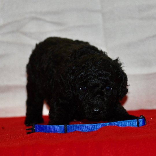 chiot Caniche Noir Armand Elevage zadatis  caniche , teckel  