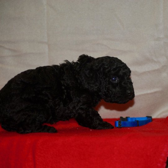 chiot Caniche Noir Armand Elevage zadatis  caniche , teckel  
