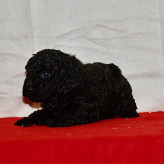 chiot Caniche Noir Armand Elevage zadatis  caniche , teckel  