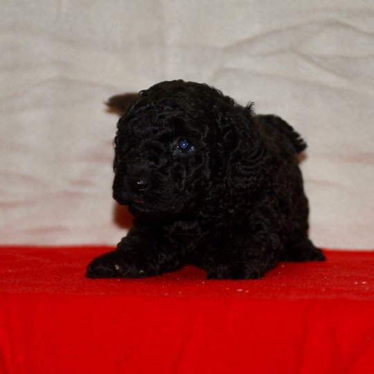 chiot Caniche Noir Armand Elevage zadatis  caniche , teckel  
